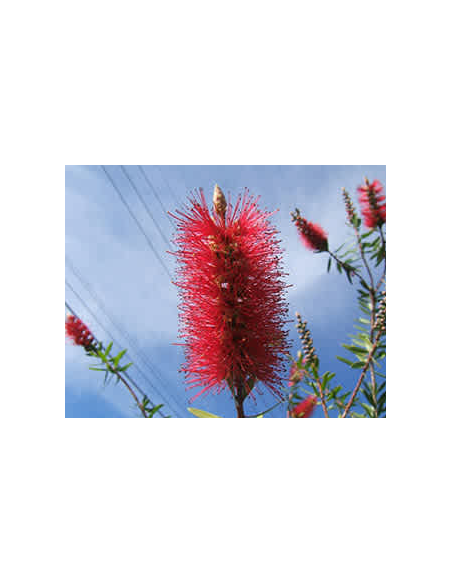Buy Fresh Bottlebrush Red Growers Bunch Online | Flower Bunches