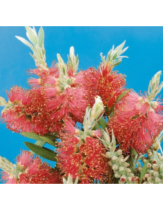 Buy Fresh Bottlebrush Red Growers Bunch Online | Flower Bunches 2