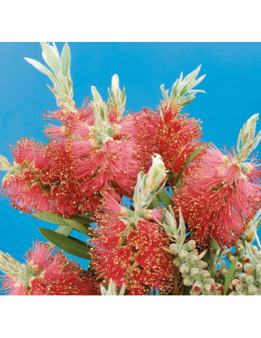 Buy Fresh Bottlebrush Red Growers Bunch Online | Flower Bunches