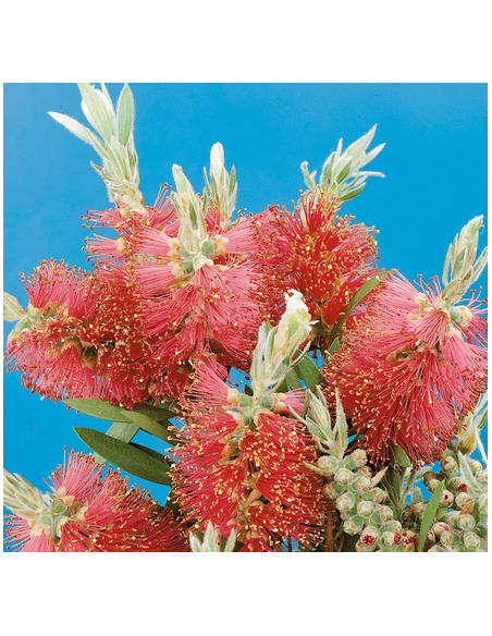 Buy Fresh Bottlebrush Red Growers Bunch Online | Flower Bunches