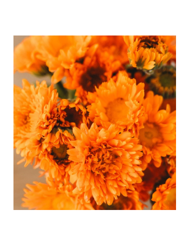 Buy Fresh Calendula Orange 10 Stems Online | Flower Bunches