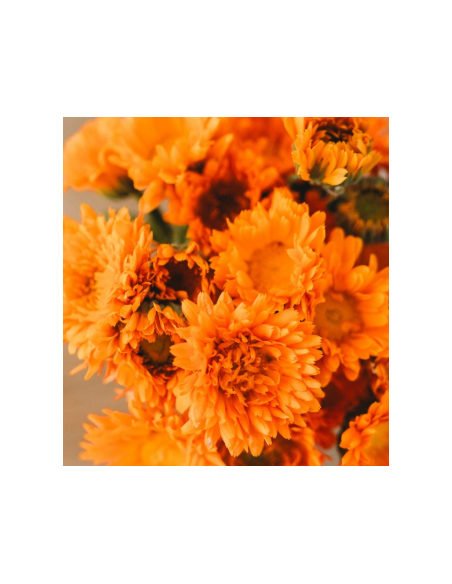 Buy Fresh Calendula Orange 10 Stems Online | Flower Bunches