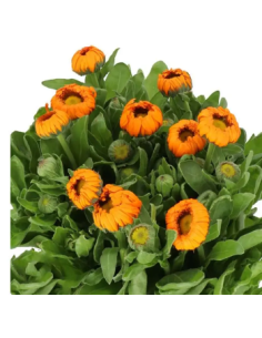 Buy Fresh Calendula Orange 10 Stems Online | Flower Bunches 2