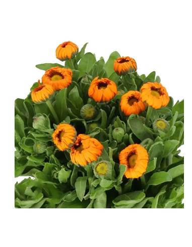 Buy Fresh Calendula Orange 10 Stems Online | Flower Bunches