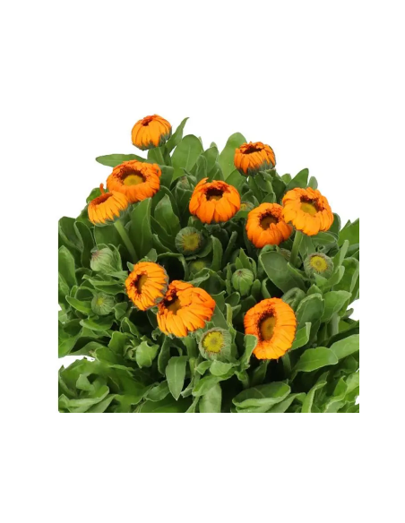 Buy Fresh Calendula Orange 10 Stems Online | Flower Bunches