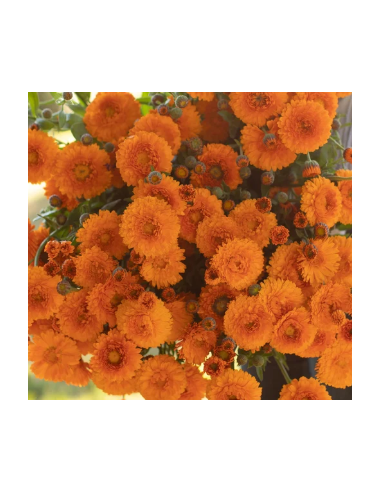 Buy Fresh Calendula Orange 10 Stems Online | Flower Bunches
