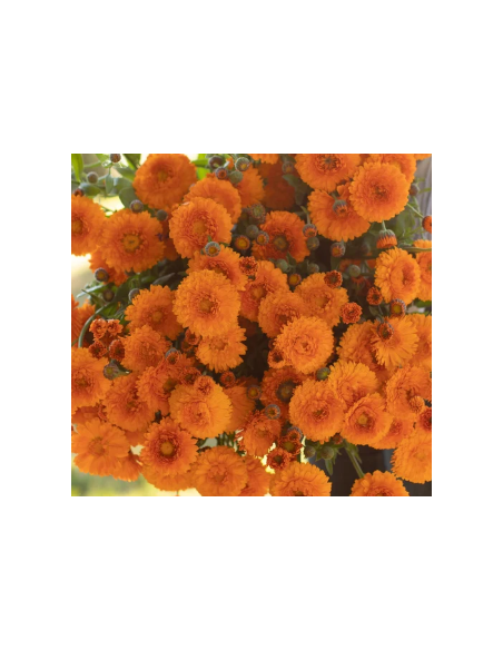 Buy Fresh Calendula Orange 10 Stems Online | Flower Bunches