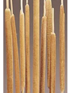 Buy Fresh Cattails 10 Stems Online | Rustic Foliage – Flower Bunches