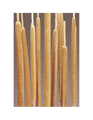 Buy Fresh Cattails 10 Stems Online | Rustic Foliage – Flower Bunches