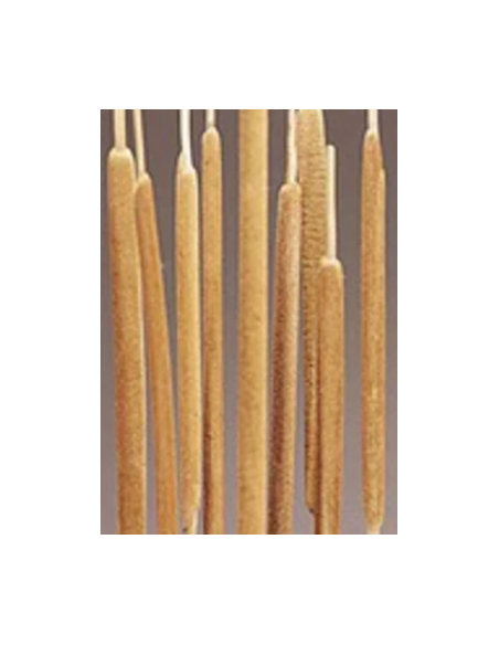 Buy Fresh Cattails 10 Stems Online | Rustic Foliage – Flower Bunches