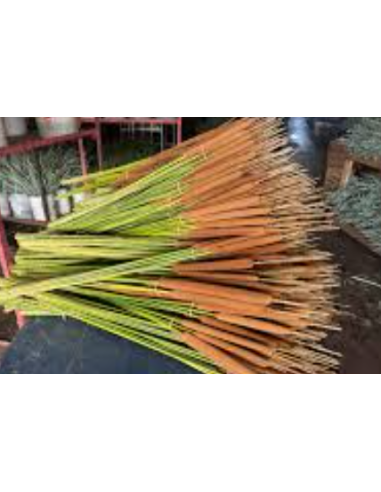 Buy Fresh Cattails 10 Stems Online | Rustic Foliage – Flower Bunches