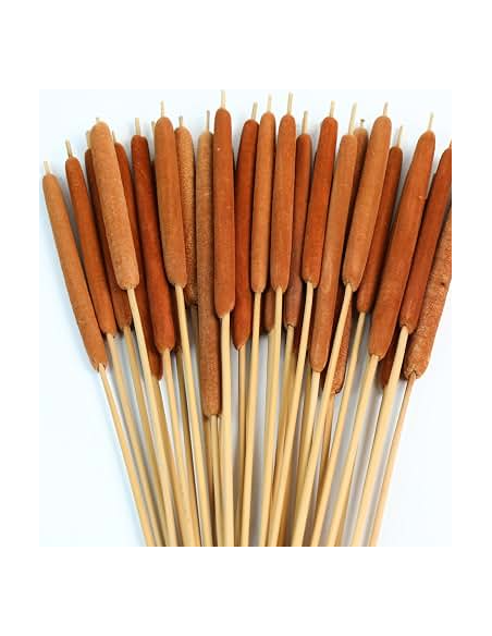 Buy Fresh Cattails 10 Stems Online | Rustic Foliage – Flower Bunches