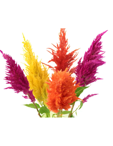 Buy Fresh Celosia Feather 10 Stems Online | Flower Bunches