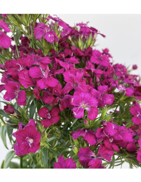 Fresh Gypsy Dianthus Stems (10 Stem Bunch) | Wholesale Fillers