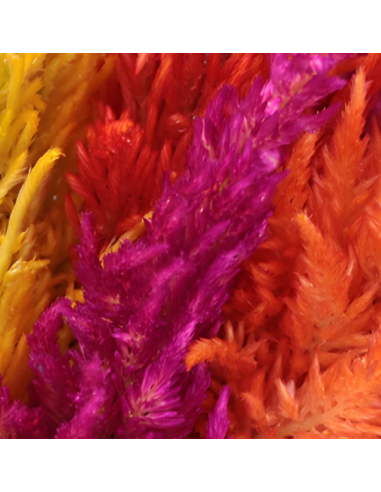 Buy Fresh Celosia Feather 10 Stems Online | Flower Bunches