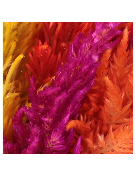 Buy Fresh Celosia Feather 10 Stems Online | Flower Bunches