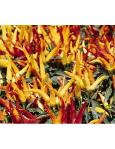 Buy Fresh Chili Peppers 5-7 Stems Online | Flower Bunches