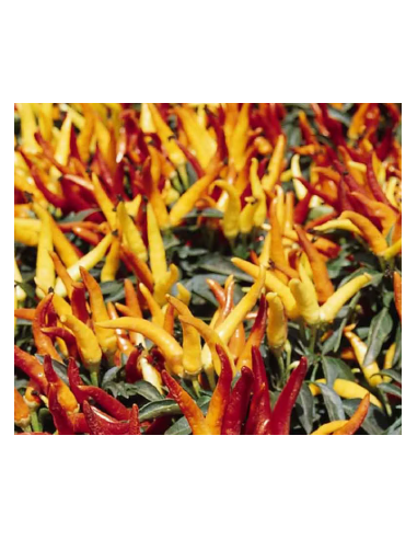 Buy Fresh Chili Peppers 5-7 Stems Online | Flower Bunches