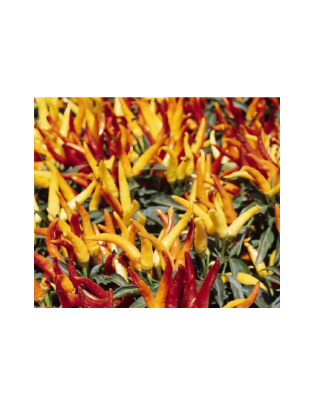 Buy Fresh Chili Peppers 5-7 Stems Online | Flower Bunches