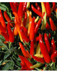 Buy Fresh Chili Peppers 5-7 Stems Online | Flower Bunches 2
