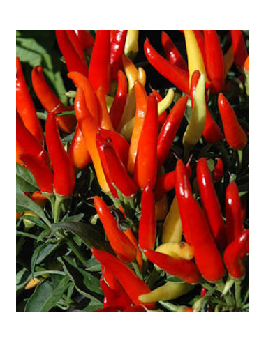 Buy Fresh Chili Peppers 5-7 Stems Online | Flower Bunches