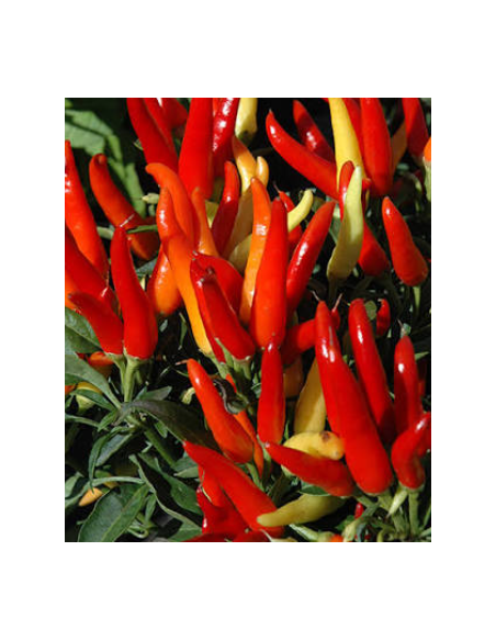 Buy Fresh Chili Peppers 5-7 Stems Online | Flower Bunches