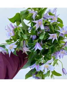Buy Fresh Clematis Lavender 10 Stems Online | Flower Bunches