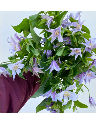 Buy Fresh Clematis Lavender 10 Stems Online | Flower Bunches