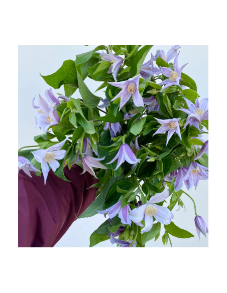 Buy Fresh Clematis Lavender 10 Stems Online | Flower Bunches