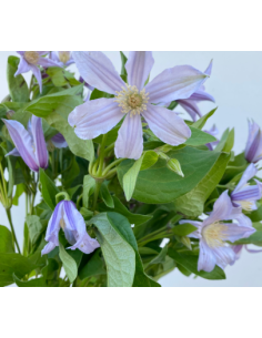 Buy Fresh Clematis Lavender 10 Stems Online | Flower Bunches 2
