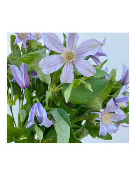 Buy Fresh Clematis Lavender 10 Stems Online | Flower Bunches