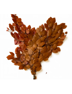 Buy Fresh Copperbeach 10 Stems Online | Foliage – Flower Bunches