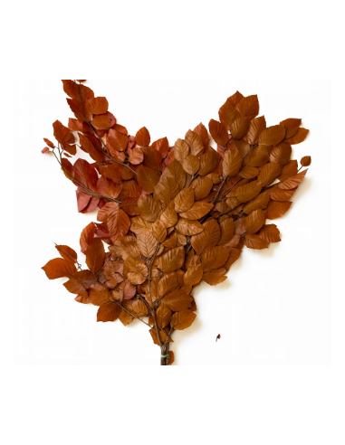 Buy Fresh Copperbeach 10 Stems Online | Foliage – Flower Bunches