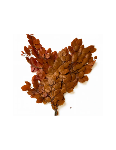 Buy Fresh Copperbeach 10 Stems Online | Foliage – Flower Bunches