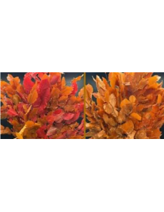 Buy Fresh Copperbeach 10 Stems Online | Foliage – Flower Bunches 2