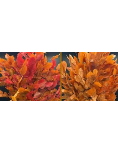 Buy Fresh Copperbeach 10 Stems Online | Foliage – Flower Bunches