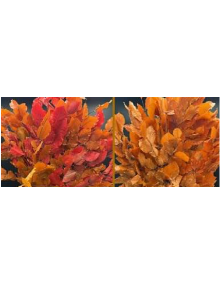 Buy Fresh Copperbeach 10 Stems Online | Foliage – Flower Bunches