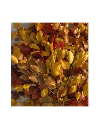 Buy Fresh Copperbeach 10 Stems Online | Foliage – Flower Bunches