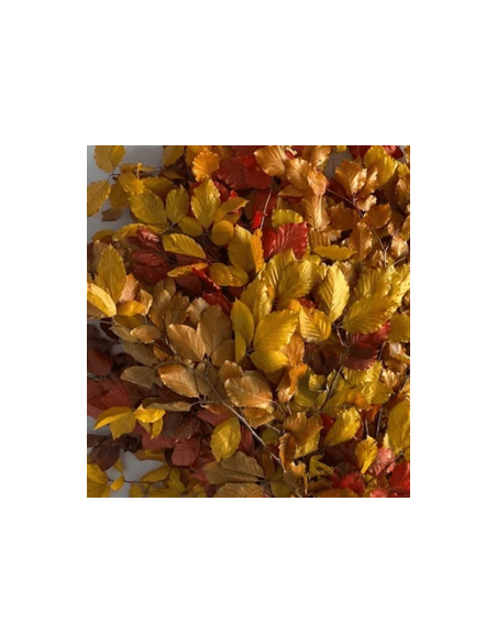 Buy Fresh Copperbeach 10 Stems Online | Foliage – Flower Bunches