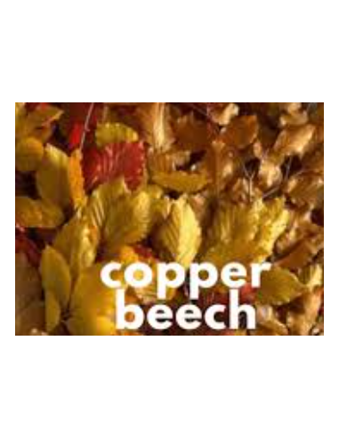Buy Fresh Copperbeach 10 Stems Online | Foliage – Flower Bunches