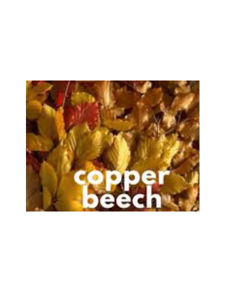 Buy Fresh Copperbeach 10 Stems Online | Foliage – Flower Bunches