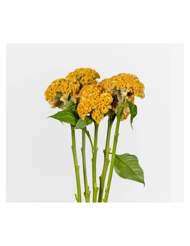 resh Coxcomb Assorted Stems (10-Stem Bunch) | FlowerBunches