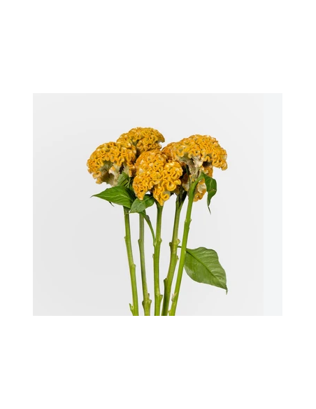 resh Coxcomb Assorted Stems (10-Stem Bunch) | FlowerBunches