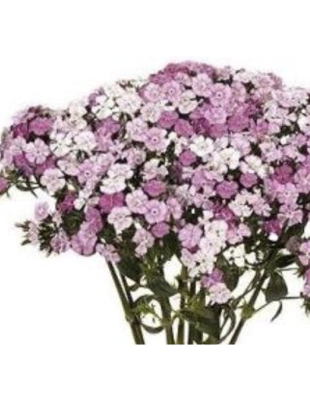 Fresh Gypsy Dianthus Stems (10 Stem Bunch) | Wholesale Fillers