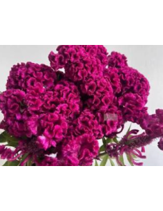 Buy Fresh Coxcomb Fucia 10 Stems Online | Flower Bunches