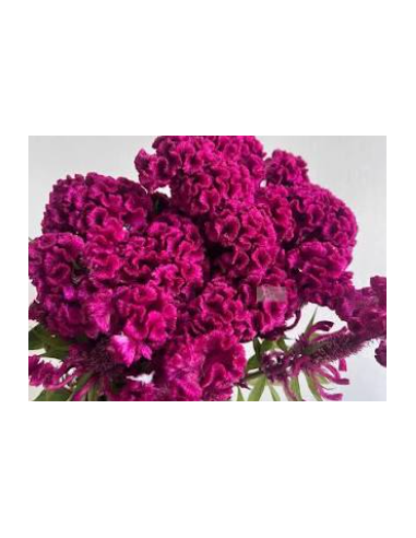 Buy Fresh Coxcomb Fucia 10 Stems Online | Flower Bunches