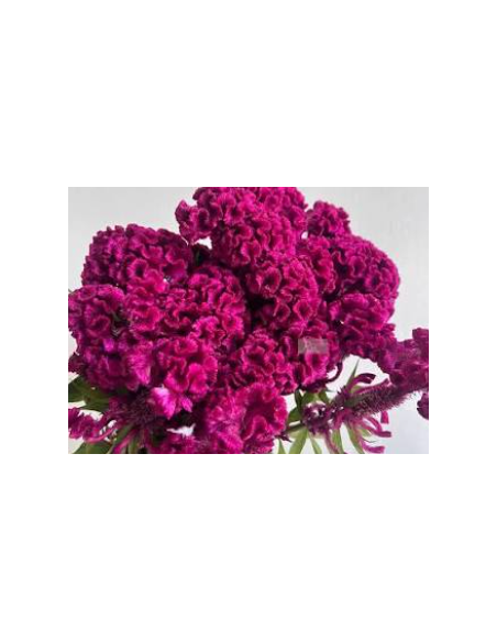 Buy Fresh Coxcomb Fucia 10 Stems Online | Flower Bunches