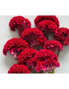 Buy Fresh Coxcomb Fucia 10 Stems Online | Flower Bunches 2