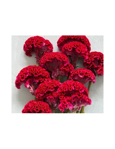 Buy Fresh Coxcomb Fucia 10 Stems Online | Flower Bunches