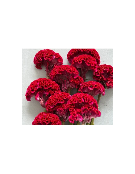 Buy Fresh Coxcomb Fucia 10 Stems Online | Flower Bunches